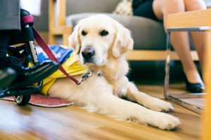介助犬の認知拡大・理解促進に貢献